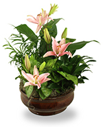 Radiant Foliage Planter